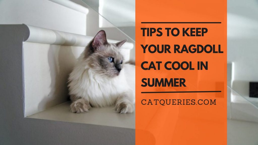 7 Tips to Keep Your Ragdoll Safe and Cool in Summer CatQueries