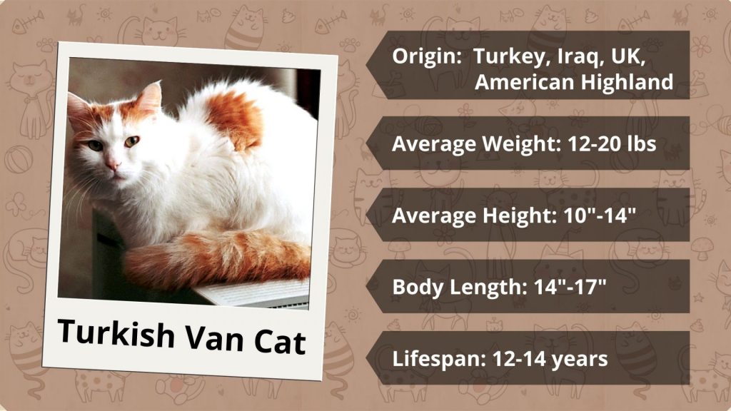 Turkish van cat characteristics age height weight origin