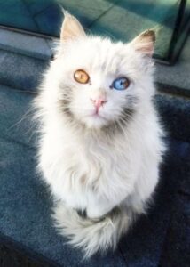 blue eyed ragdoll maine coon mix cat