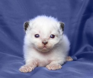 Ragdoll kitten on a blue background