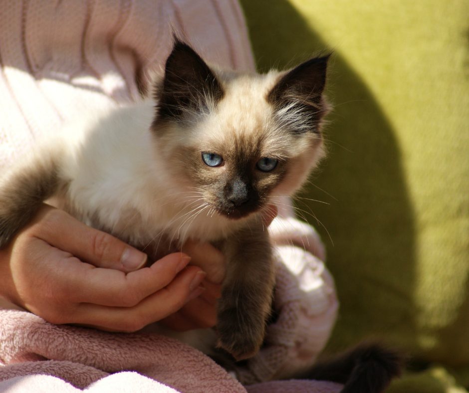 Ragdoll Kitten Adoption - What's the Right Age to Bring Home - CatQueries