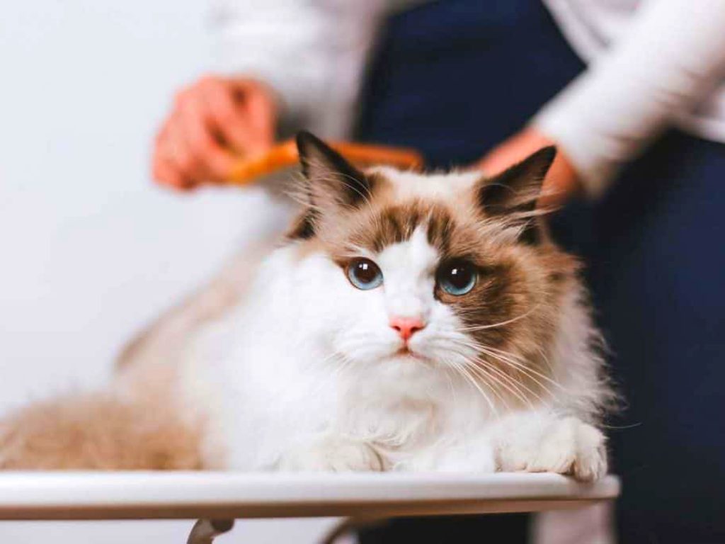 Tips to grooming a ragdoll cat
