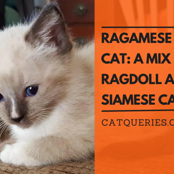 Ragamese Cat: A Mix of Ragdoll and Siamese Cat