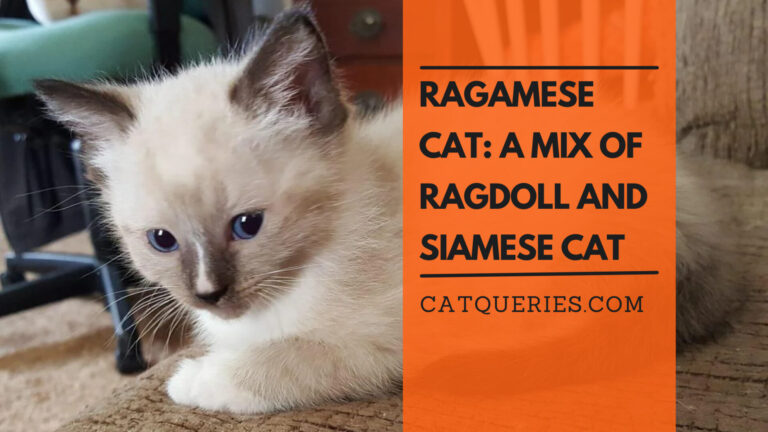 Ragamese Cat: A Mix of Ragdoll and Siamese Cat