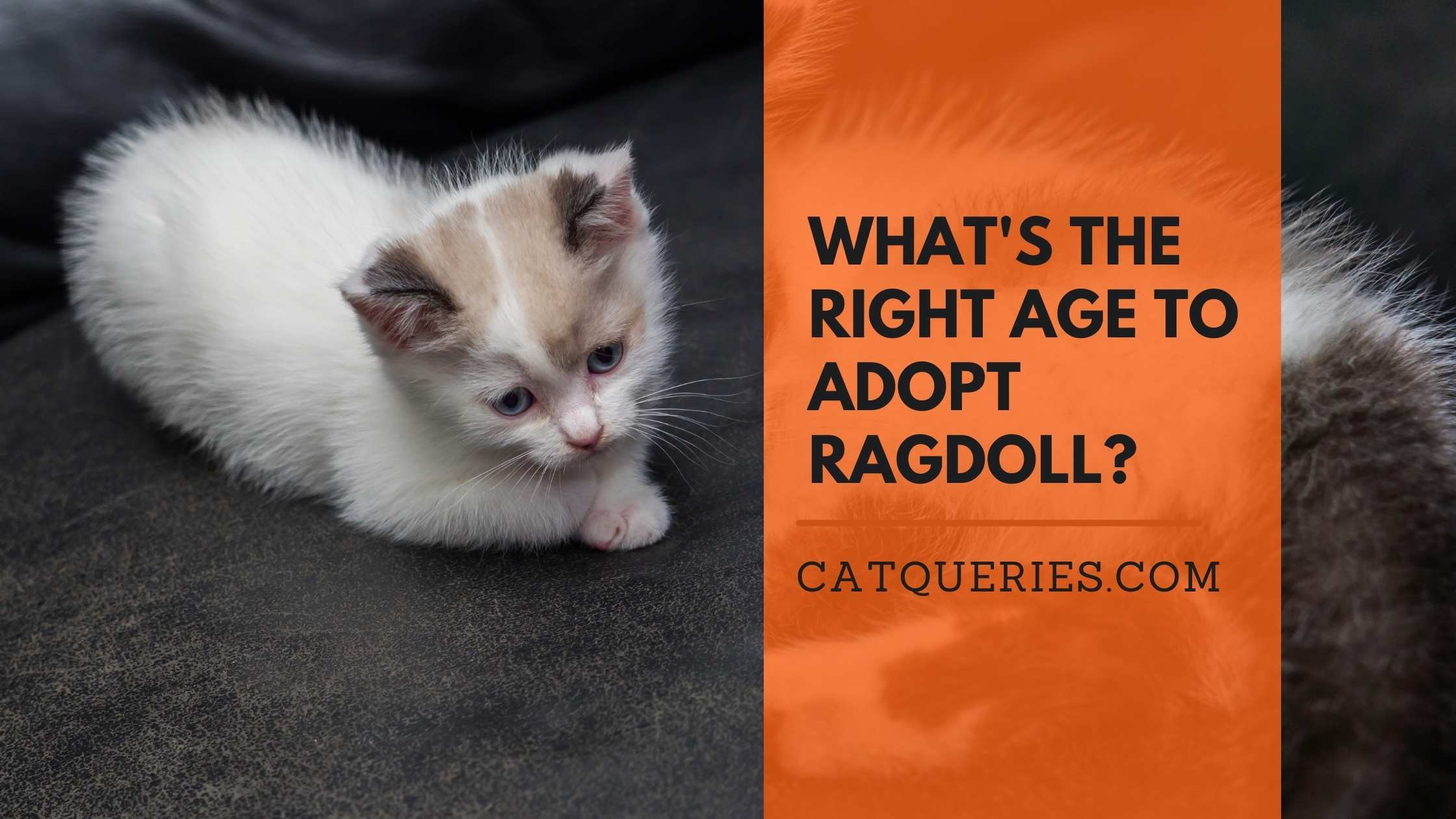 Right Age for Ragdoll Adoption