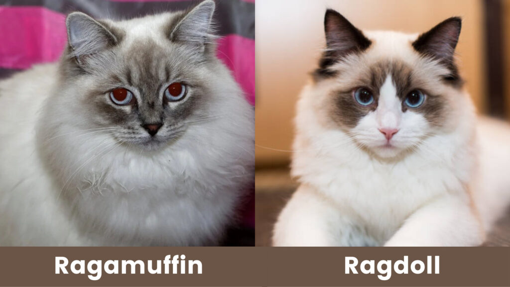 ragdoll and ragamuffin cat