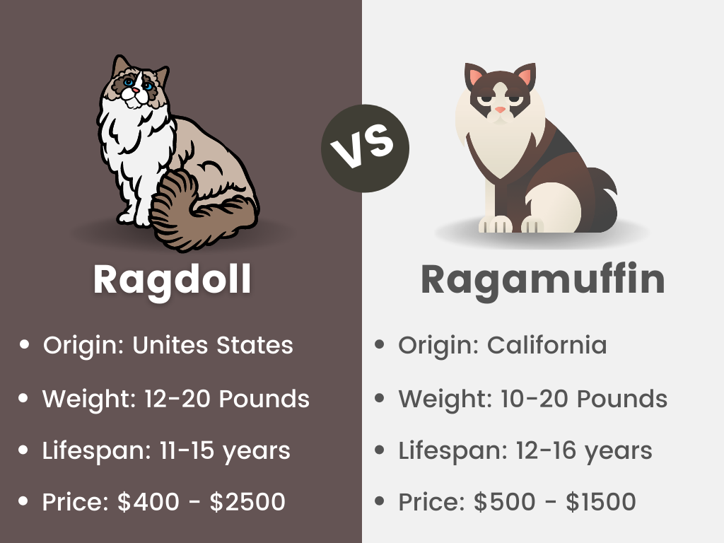 difference ragdoll vs rangamuffin