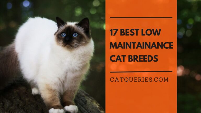 17 Best Low Maintenance cat Breeds