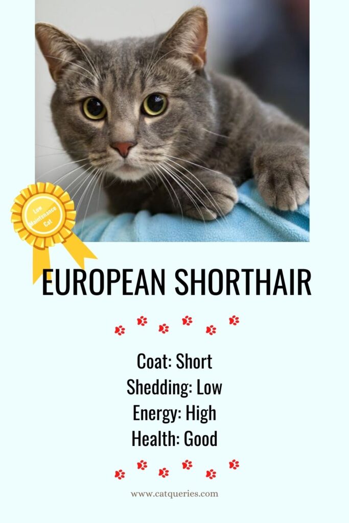 Gato europeo de pelo corto