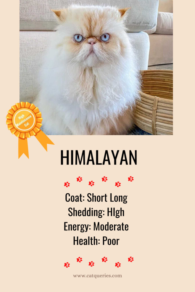 High maintenance cost cat breed himalayan cat