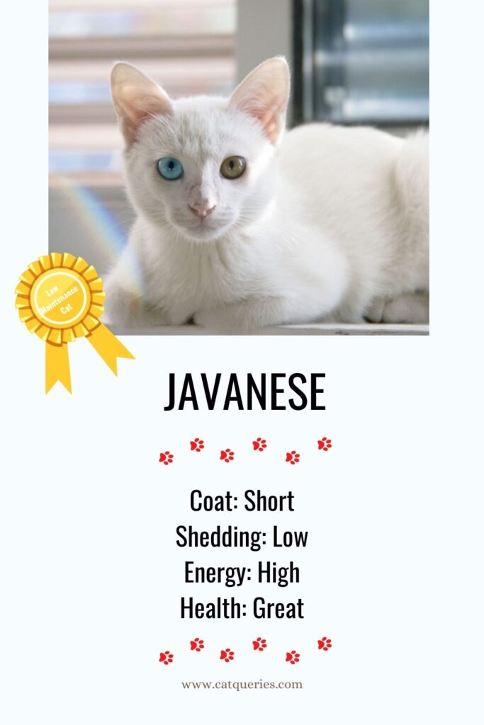 Easily manageable javanese cat