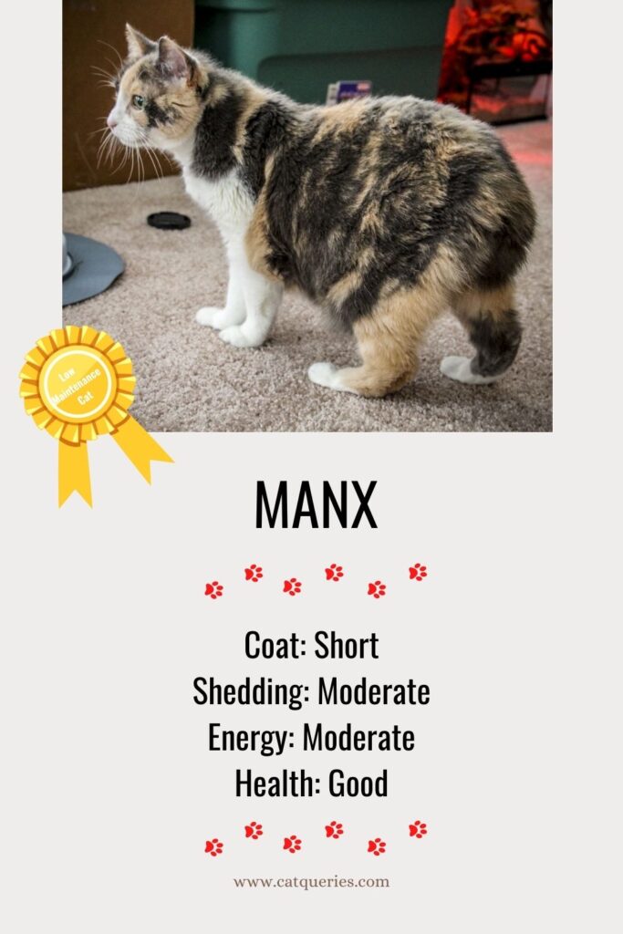 easily manageable Manx cat