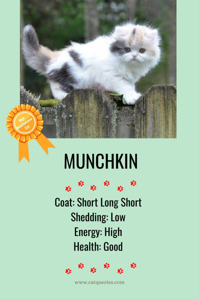 a small and high maintenance munchkin cat breed