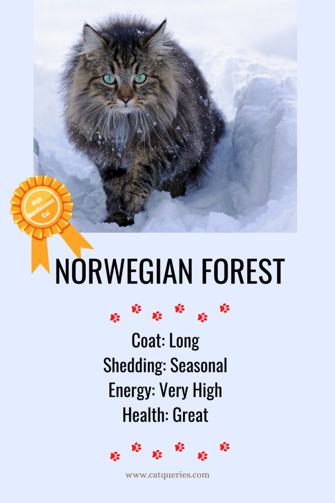 Norwegian Forest Cat likes cold climate only