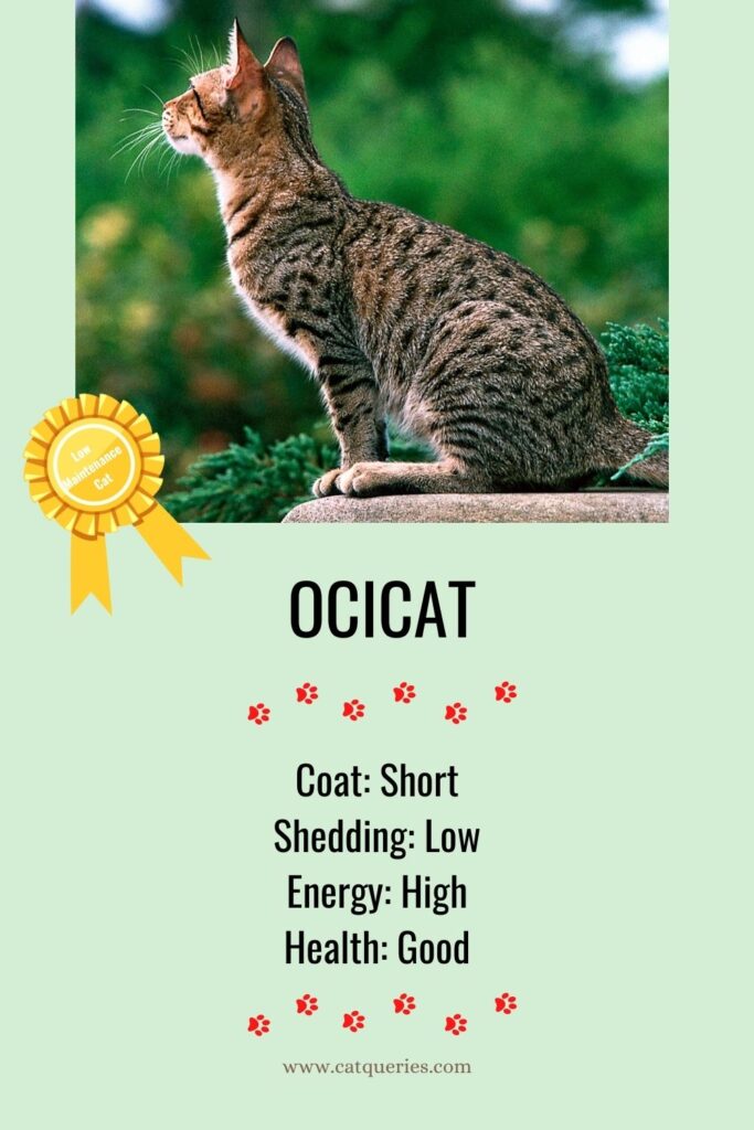 Ocicat easy to care