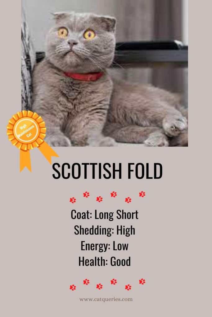  a high maintenance cat breed Scottish Fold cat 