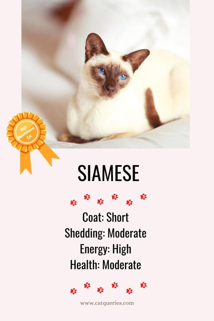 Siamese a cat with blue eyes