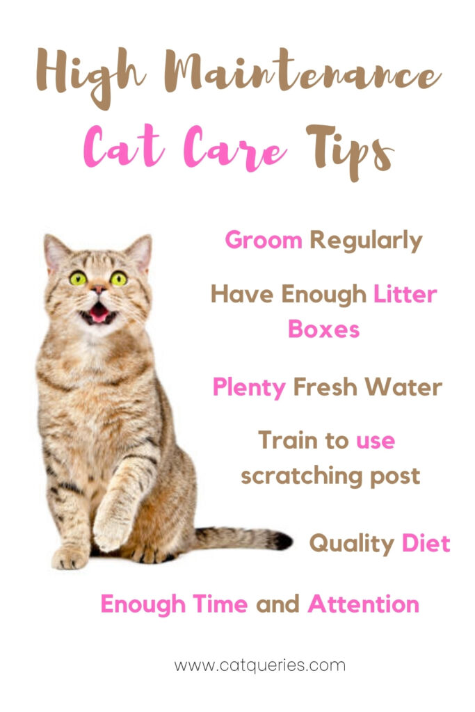 Simple cat catre tips 1