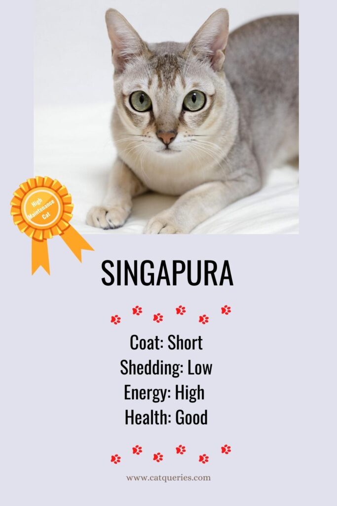 sigapura cat breed with a round eyes and unique brown coat