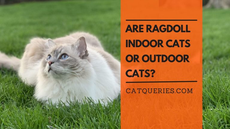 Are Ragdoll Indoor Cats or Outdoor Cats?