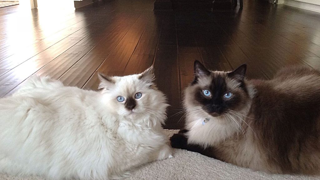 seal point and chocolate mitted ragdoll