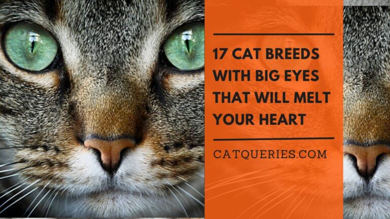 17 Cat Breeds With Big Eyes That Will Melt Your Heart