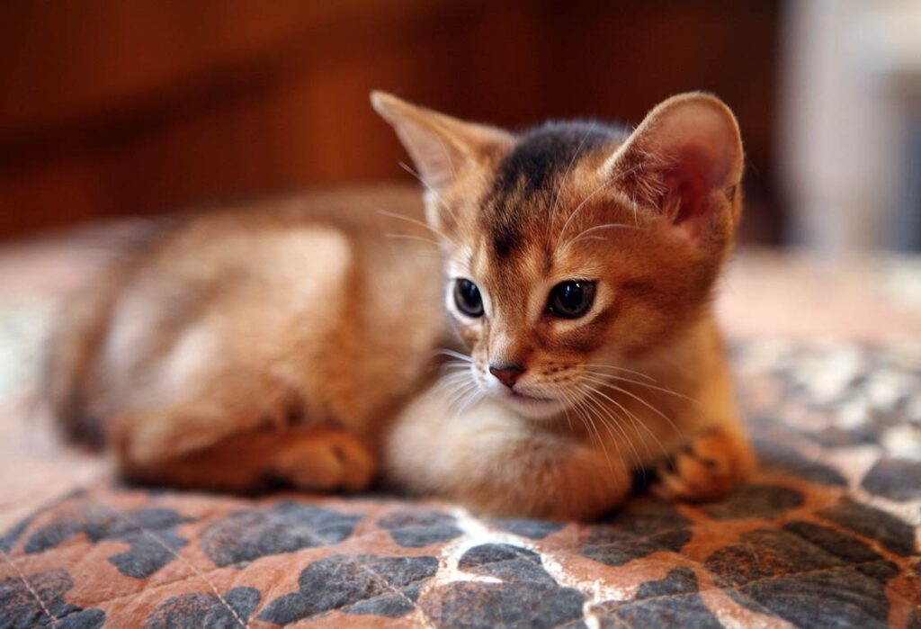 Abyssinian cat, Abyssinian, Abys