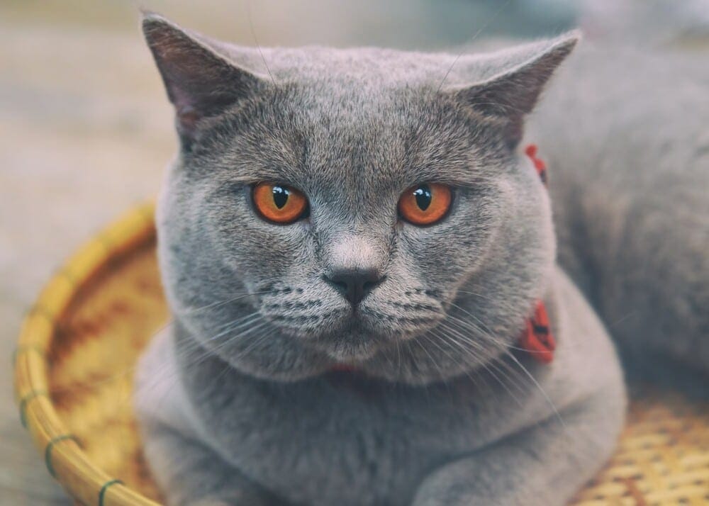 Chartreux Cat with big red eues