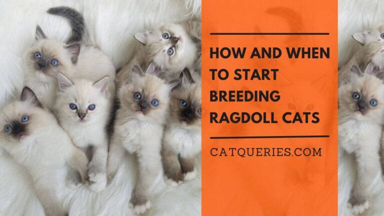 How and When to Start Breeding Ragdoll Cats