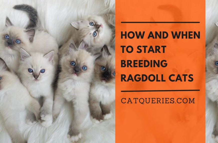 How and When to Start Breeding Ragdoll Cats