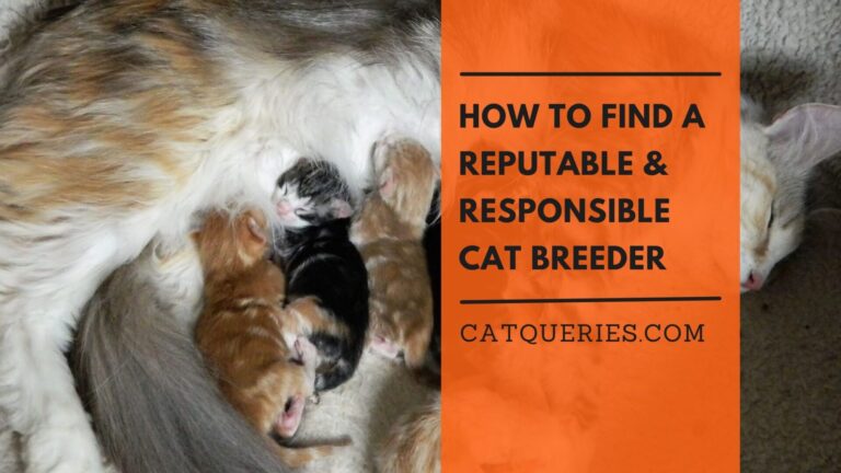How to Find a Reputable & Responsible Cat Breeder
