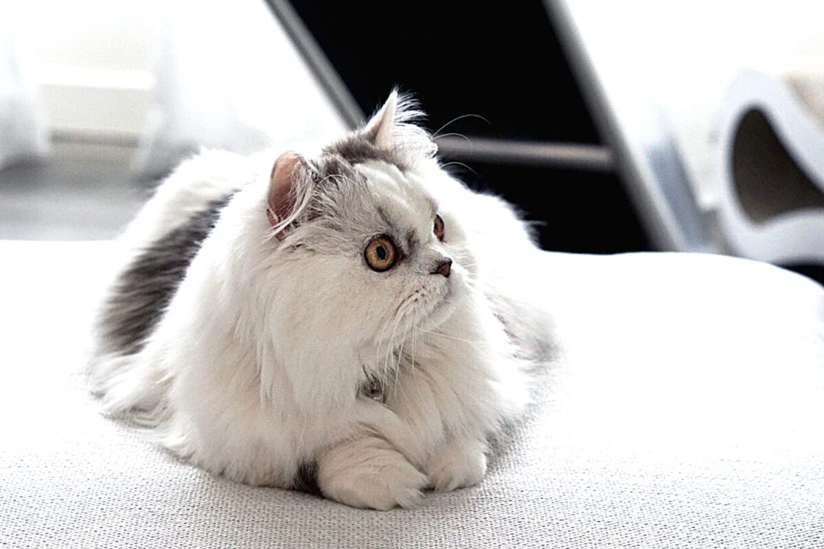 17 Smallest Cat Breeds Perfect for Your Apartment Cat Queries