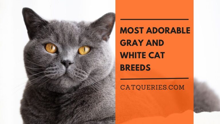 Most Adorable Gray and White Cat Breeds