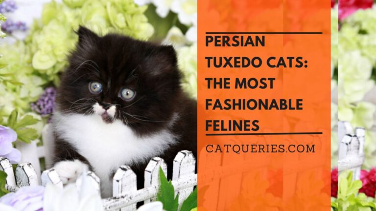 Persian Tuxedo Cats The Most Fashionable Felines