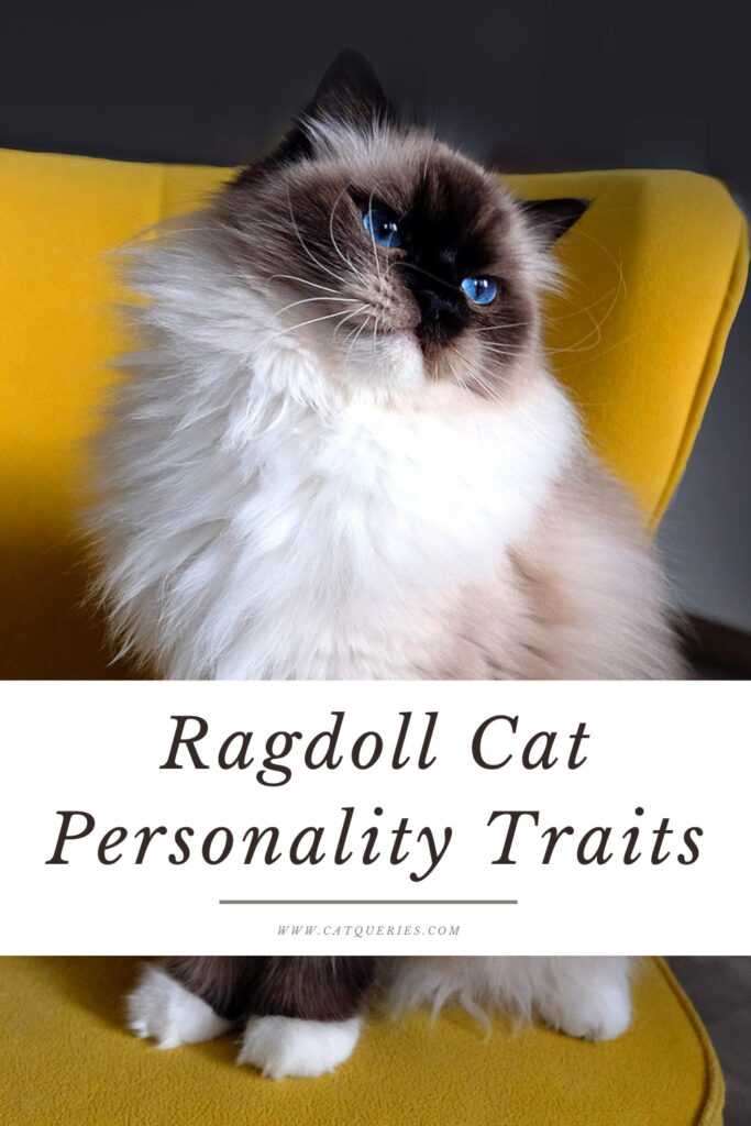 Ragdoll Cat Personality Traits