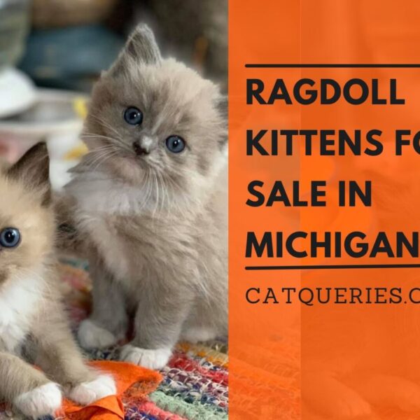 Ragdoll kittens for sale in michigan