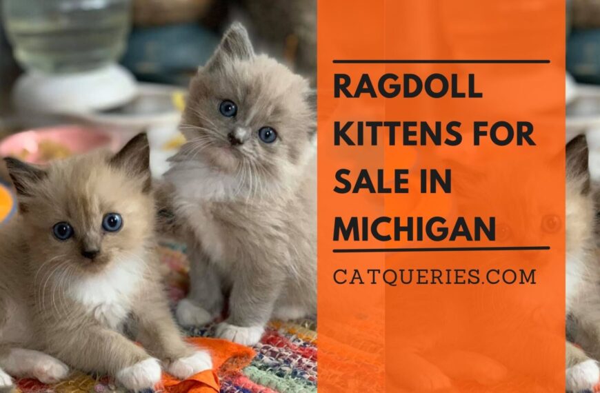 Ragdoll Kittens for Sale in Michigan: Perfect Ragdoll Cat Breeder Near You