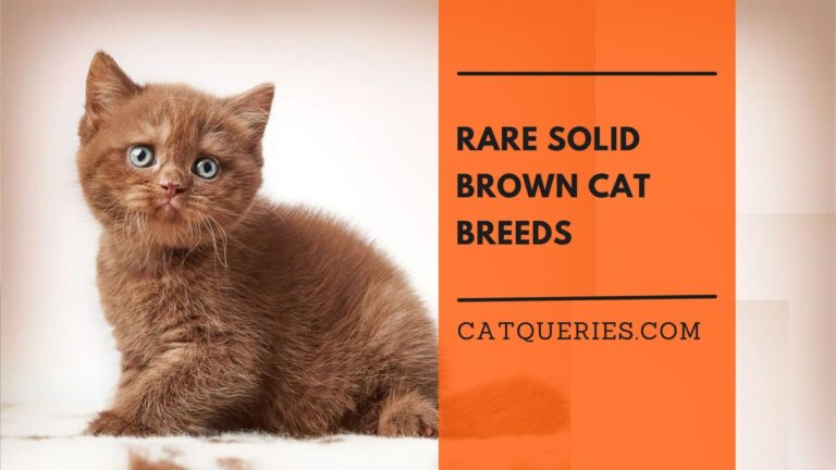 Rare Solid Brown Cat Breeds