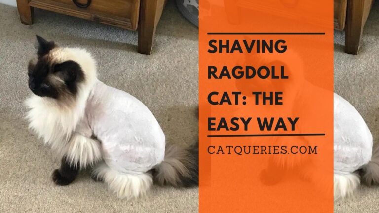Shaving Ragdoll Cat The Easy Way