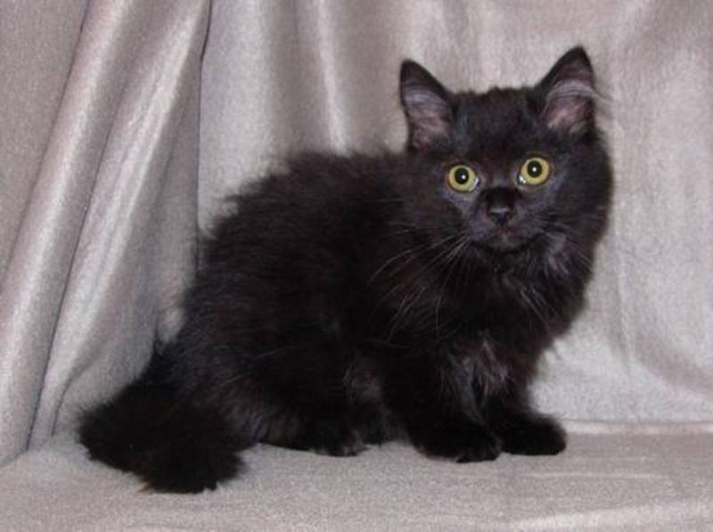 Name for black rfagdoll cat