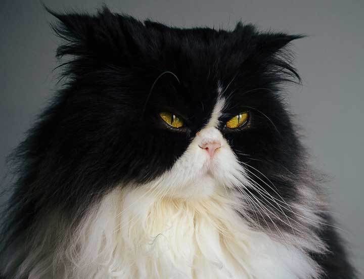Tuxedo persian cat personality