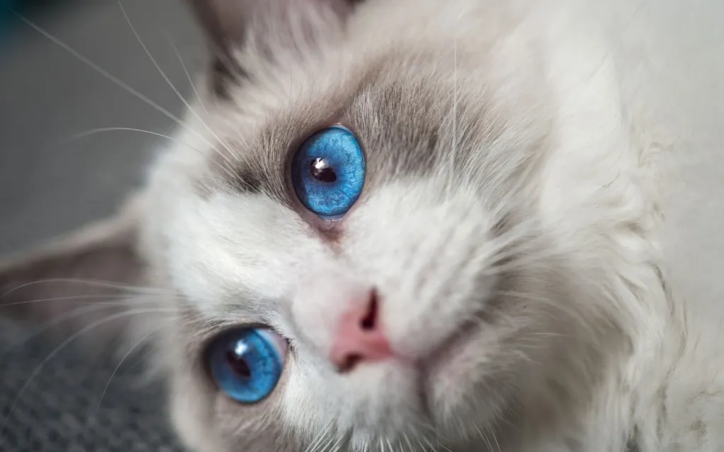 Ragdoll blue eyes
