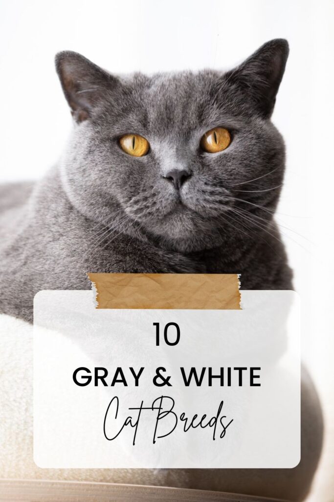 gray and white cat breeds