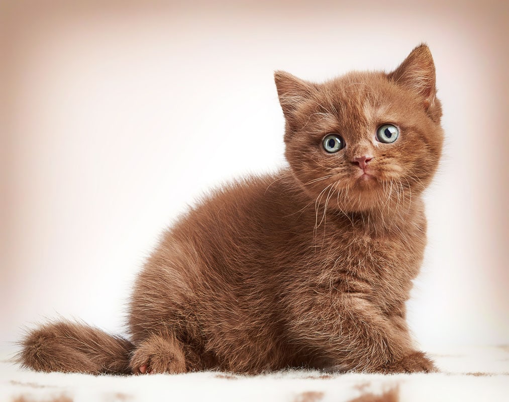 most popular brown coloured British shorthair cat