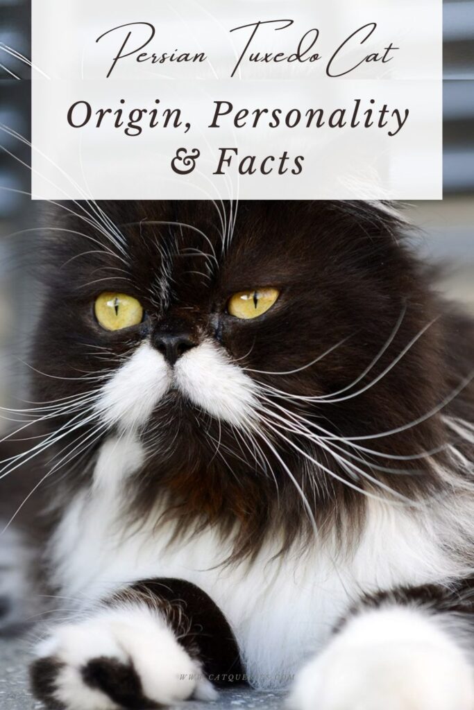 Persian tuxedo cat facts origin and types