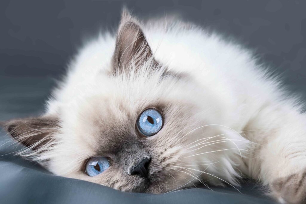 ragdoll kitten with blue eyes. Close up.