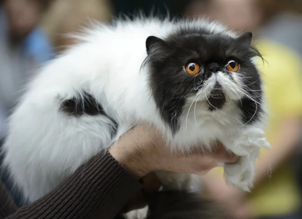 Show quality cat with big eyes, black and white persian cat
