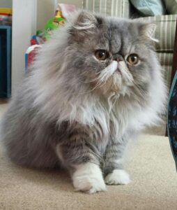 silver grey Persian cat
