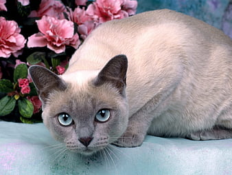tonkinese siamese pointed lilac point cat kitten cat breeds with big eyes