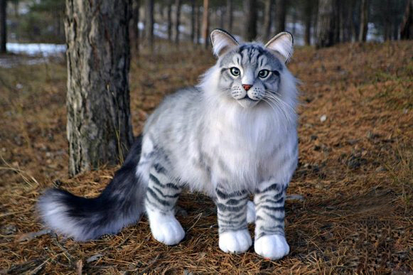 white Norwegian forest cat with grey strips